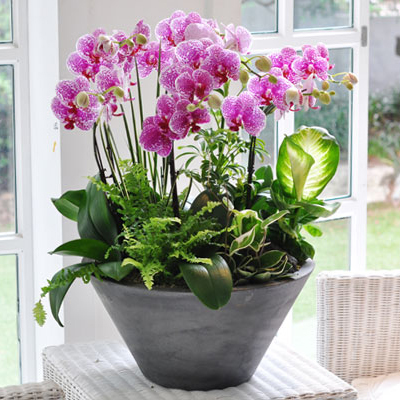 Phalaenopsis orchids delivered Saigon